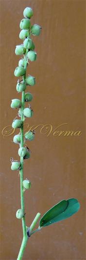  Legumes in racemose manner